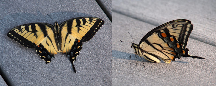 [Two photos spliced together. The one on the left is top-down view of the butterfly with its wings outstretched. The tail on the left wing is missing. This butterfly is yellow with black edges and black stripes. There are a couple of red-orange and blue spots on the hind wing. The body is yellow and black striped. The photo on the right is the butterfly standing on the deck with its wings above-behind it. In this view the orange and blue sections each align in their own  rows in a diagonal across the wings. Although the legs and antenna appear black, there looks like there might be some yellow on them as well.]